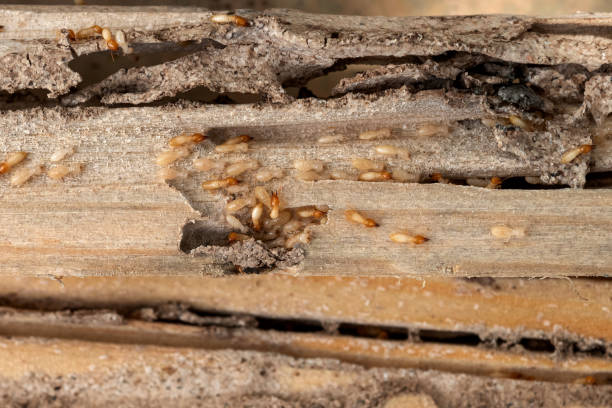 Pest Control Cost in Granby, MO